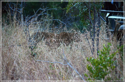 First sighting of the big cat - very close to us
