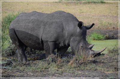 First sighting of rhino by our lodge
