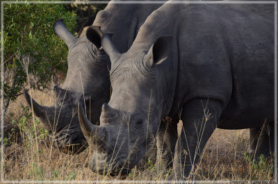 Big 5: Rhinocerose