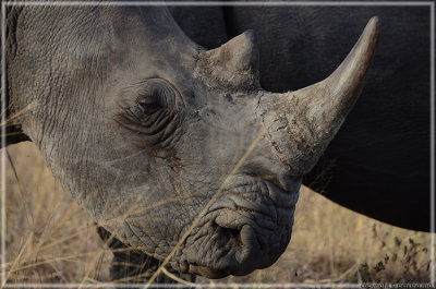 The horns make rhinos a subject for poachers