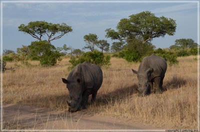 The landscape rhinos like to hang out
