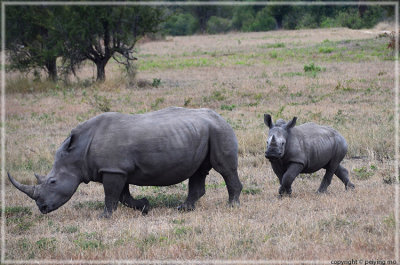 Mama and baby rhinos look for water