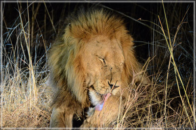 Big 5: Lion