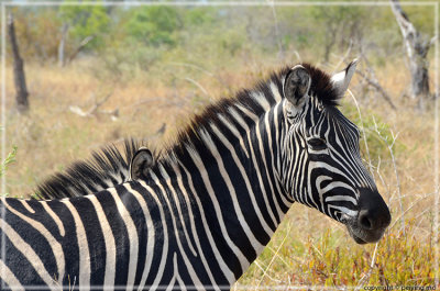 Burchell's Zebra