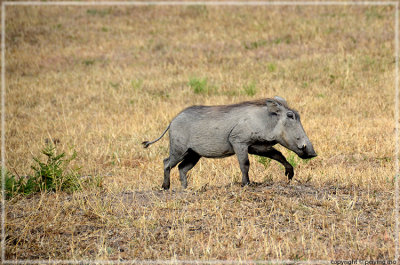 Warthog runs quite fast and they make squeaky noise