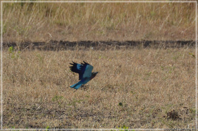 Lilac-Breasted Roller