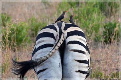 Redbilled Ox-peckers