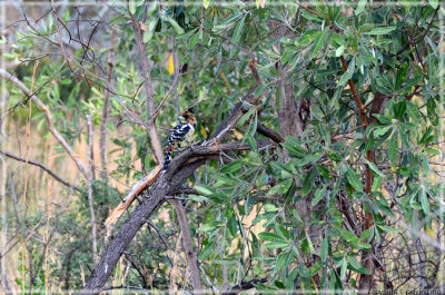 Crested Barbet