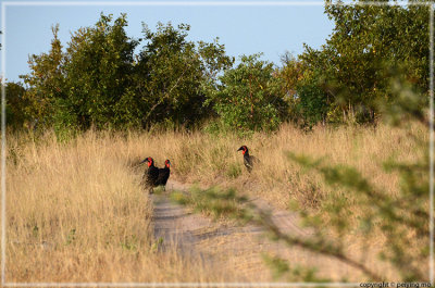 Ground Hornbills - they are reluctant to fly