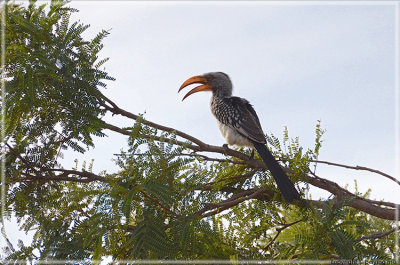 Yellow-billed Hornbill