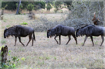 Wildebeests traveling in single file