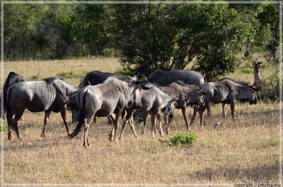 Wildebeests