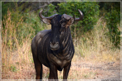 Wildebeest: the fear in the eyes is constant