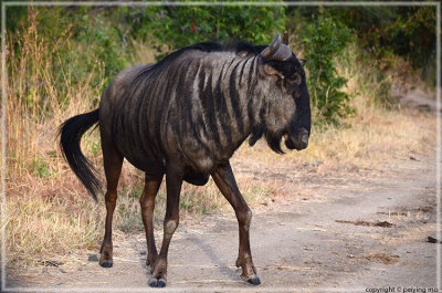 Wildebeest: not the prettiest animals on the safari