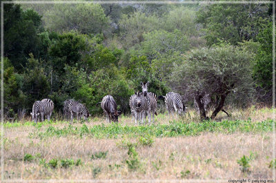 Wildebeest imposter as a zebra