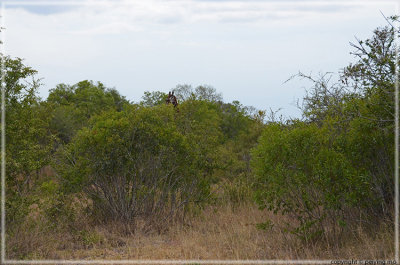 Easy to spot a giraffe if it is around