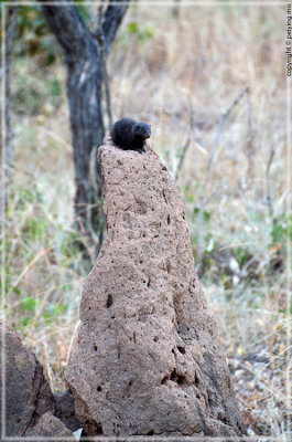 A Dwarf Mongoose sitting high on a termite mount.