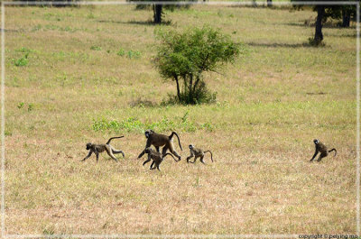 Baboons racing to the water hole
