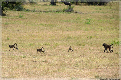 Baby baboons outrun the adult