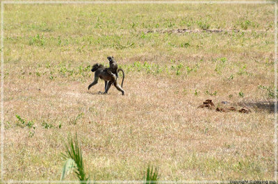 This baboon must be the baby in the family