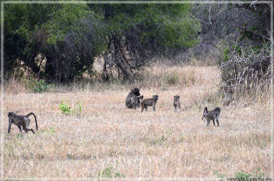 The baboons are very social