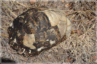 Brown spotted turtle didn't move fast enough to escape the controlled burn