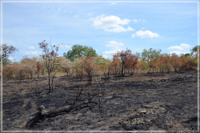 A control burned area to alleviate potential fire hazard