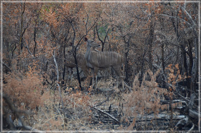 Two female kudus blend well in the burnt bushes