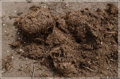 Elephant dung - Elephants eat a lot but only 40% of the nutrients are processed