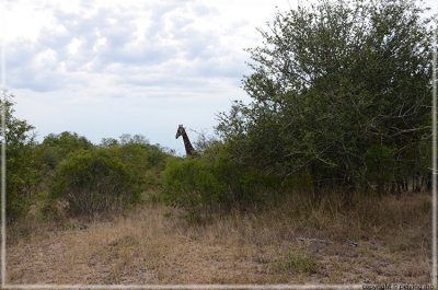 We have to be on our foot to chase down the giraffe