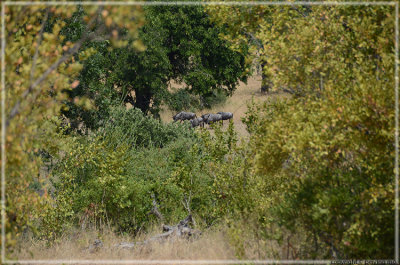 Over the hill between the trees, sighting of wildebeests