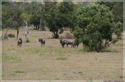 The wildebeests not too far behind