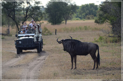 Caution: wildebeest crossing