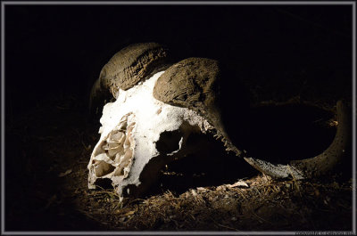 Big 5: Cape Buffalo