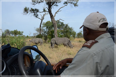 White rhinos are oblivious to our presence - bad vision 
