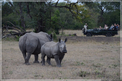 The mama and baby rhinos each keep an eye on the vehicles