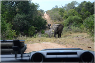 On our way to the airport, we see more elephants