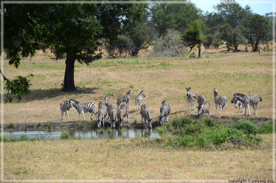 Zebras cant go on for long period of time without water