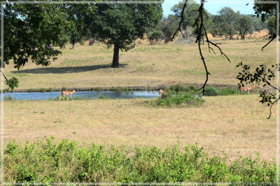 Water Hole and Beyond