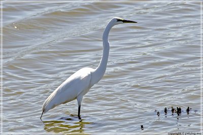 This Great Egret has a green colored face