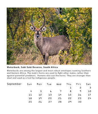 Waterbuck in disguise