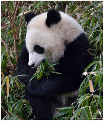 Panda Bao Bao having a great boo time