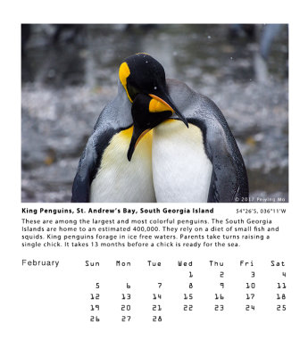King Penguins, St. Andrews Bay, South Georgia Island  