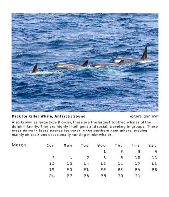 Pack Ice Killer Whales, Antarctic Sound   