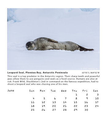 Leopard Seal, Plenau Bay, Antarctic Peninsula        