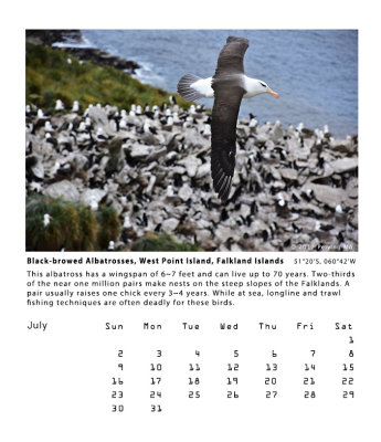 Black-browed Albatrosses, West Point Island, Falkland Islands