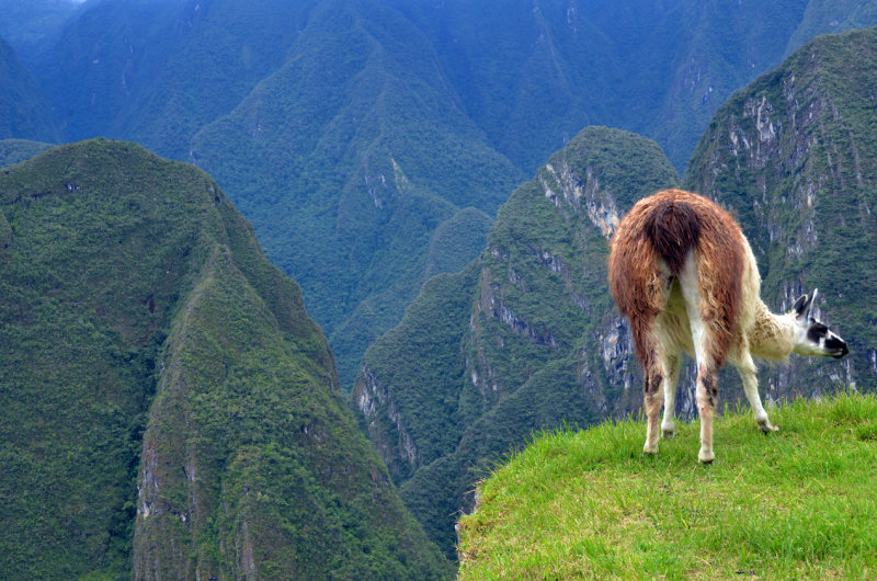 Llama