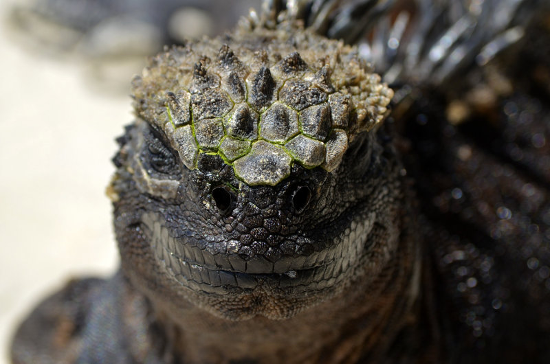 Marine Iguana