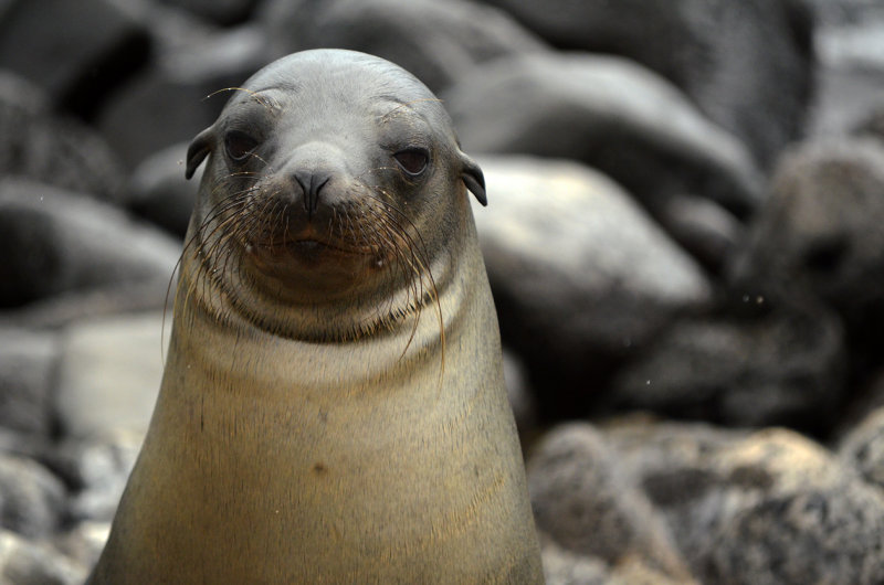 Young Sea Lion