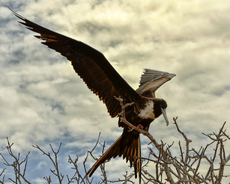 Magnificent Frigatebird (Female)